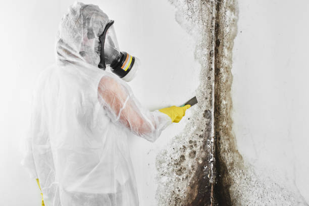 Best Residential Mold Removal  in Rutherford College, NC