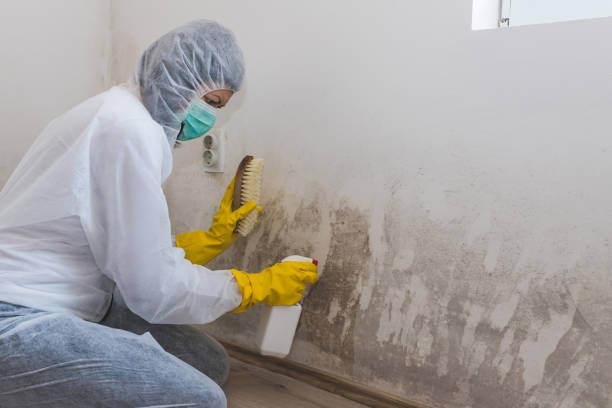 Best Mold Damage Repair  in Rutherford College, NC