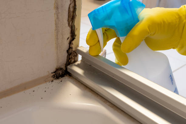 Best Commercial Mold Removal  in Rutherford College, NC