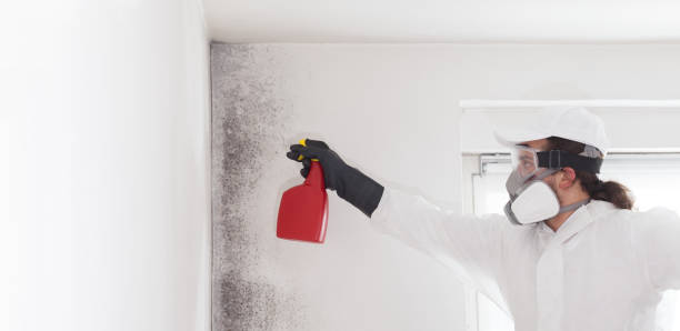 Best Fast Mold Removal  in Rutherford College, NC