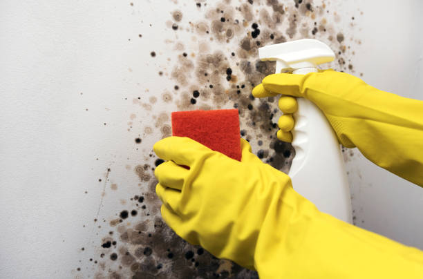 Best Mold Testing and Removal  in Rutherford College, NC