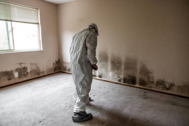 Best Best Mold Removal Companies  in Rutherford College, NC