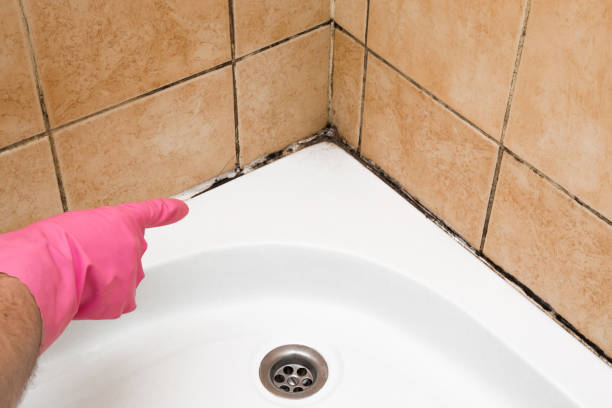 Trusted Rutherford College, NC Mold Removal Experts