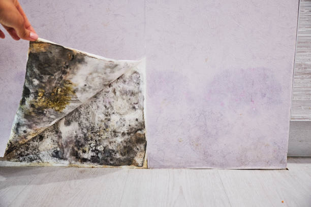 Best Home Mold Removal  in Rutherford College, NC